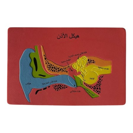 بازل اسفنجي - هيكل الاذن