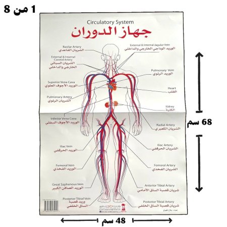 مجموعة لوحات جسم الانسان ( لوحات طبية ) 